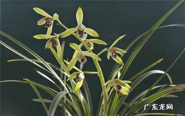 兰花可以经常喷水吗方法是什么