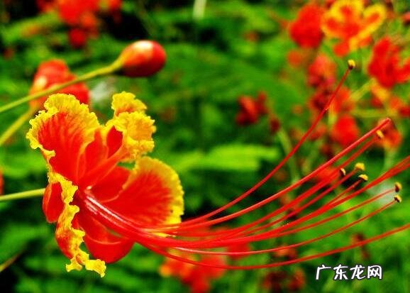 穿七星鞋垫有什么说法吗 七星风水地垫