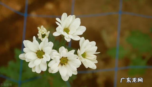 穿七星鞋垫有什么说法吗 七星风水地垫