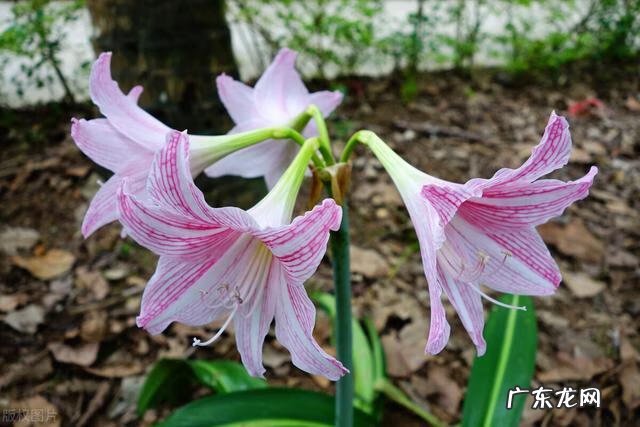 穿七星鞋垫有什么说法吗 七星风水地垫