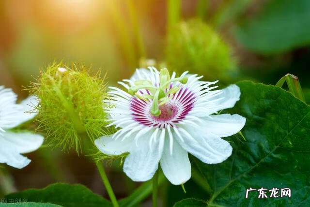 穿七星鞋垫有什么说法吗 七星风水地垫