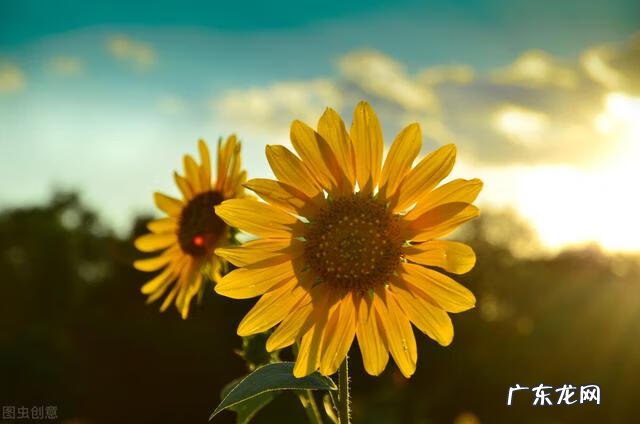 穿七星鞋垫有什么说法吗 七星风水地垫