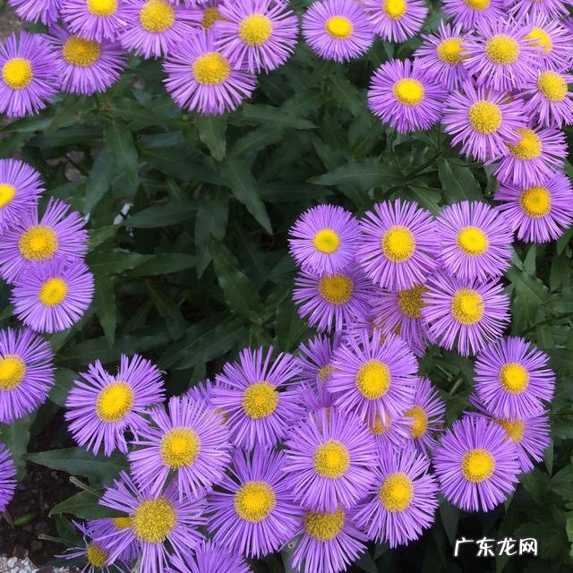 穿七星鞋垫有什么说法吗 七星风水地垫