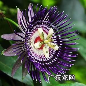 穿七星鞋垫有什么说法吗 七星风水地垫