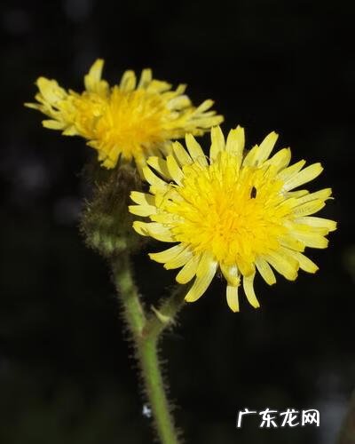 穿七星鞋垫有什么说法吗 七星风水地垫
