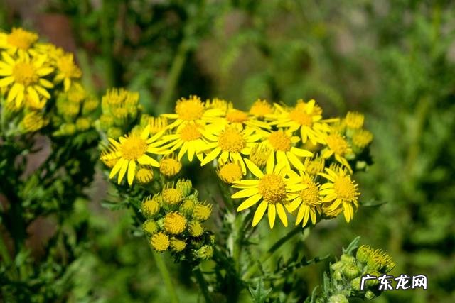 穿七星鞋垫有什么说法吗 七星风水地垫