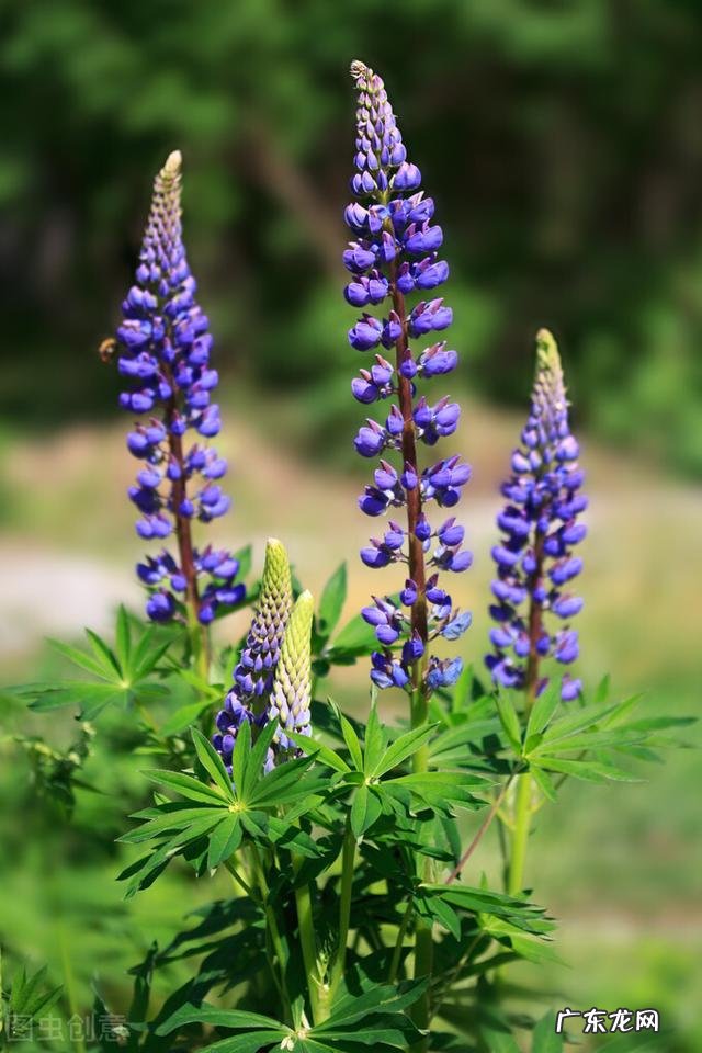穿七星鞋垫有什么说法吗 七星风水地垫
