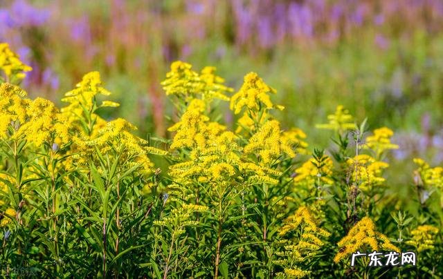 穿七星鞋垫有什么说法吗 七星风水地垫