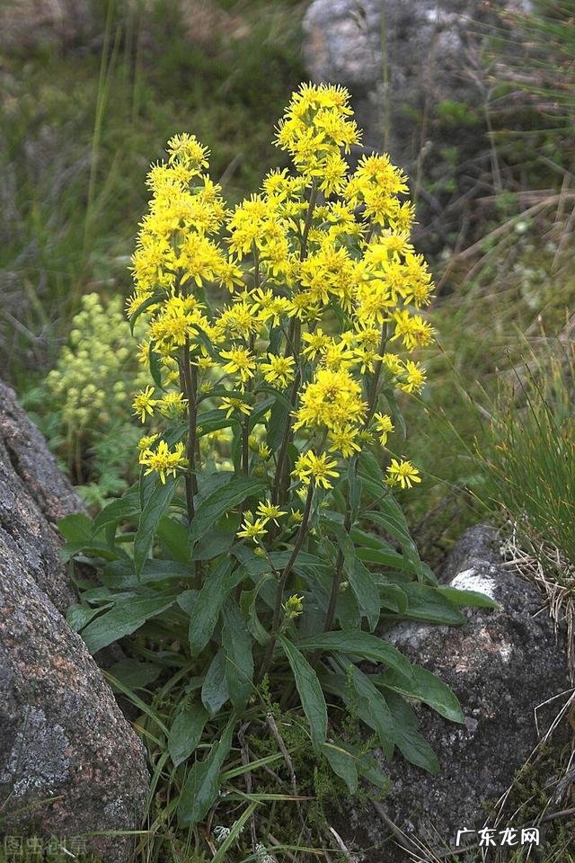 穿七星鞋垫有什么说法吗 七星风水地垫