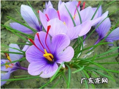 穿七星鞋垫有什么说法吗 七星风水地垫