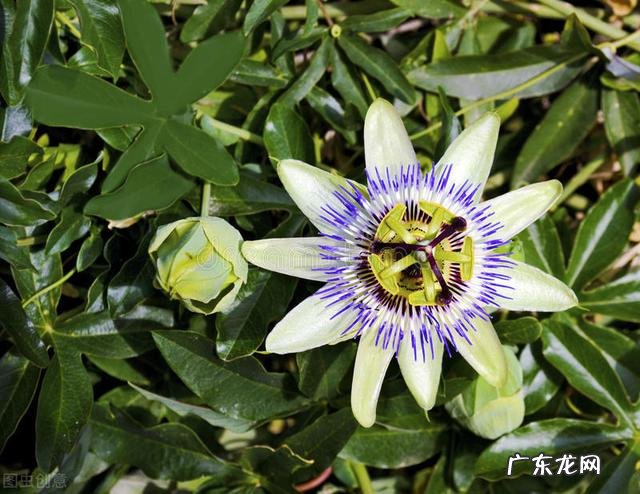 穿七星鞋垫有什么说法吗 七星风水地垫