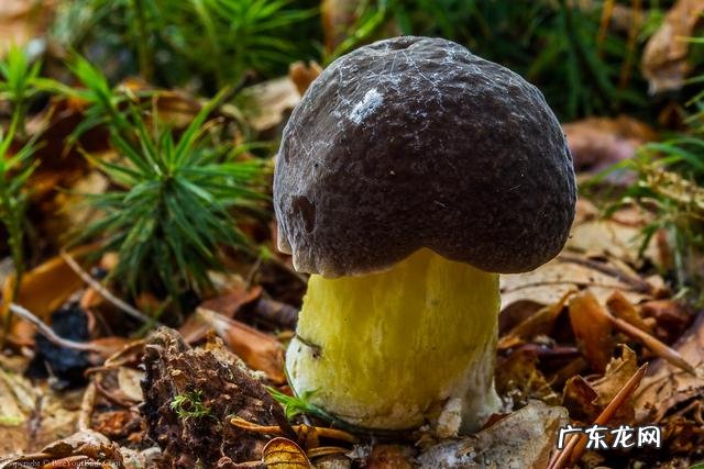 穿七星鞋垫有什么说法吗 七星风水地垫