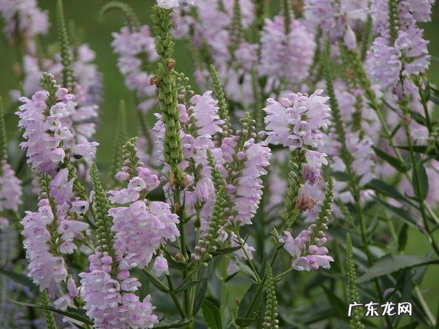 穿七星鞋垫有什么说法吗 七星风水地垫