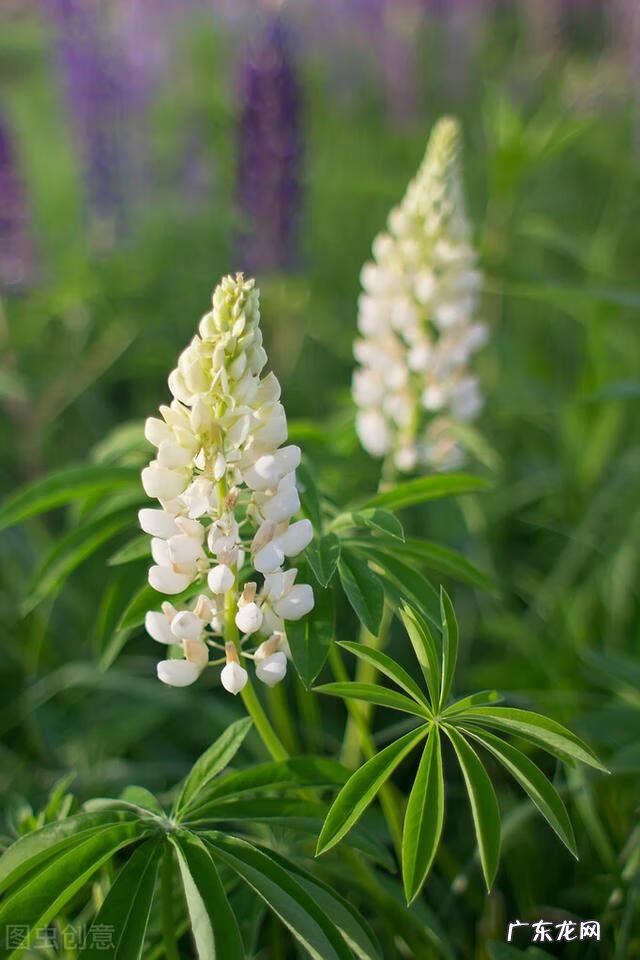 穿七星鞋垫有什么说法吗 七星风水地垫