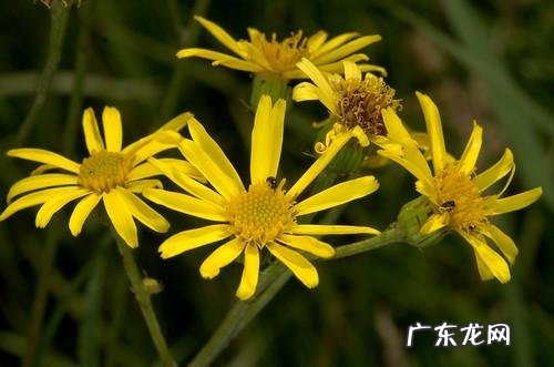 穿七星鞋垫有什么说法吗 七星风水地垫