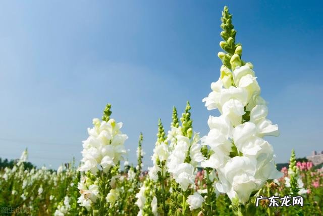 穿七星鞋垫有什么说法吗 七星风水地垫