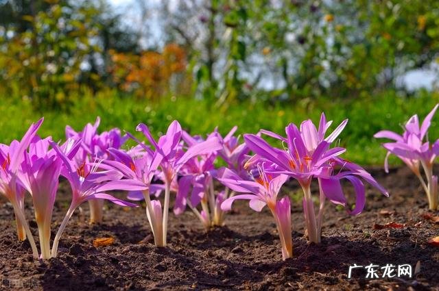 穿七星鞋垫有什么说法吗 七星风水地垫