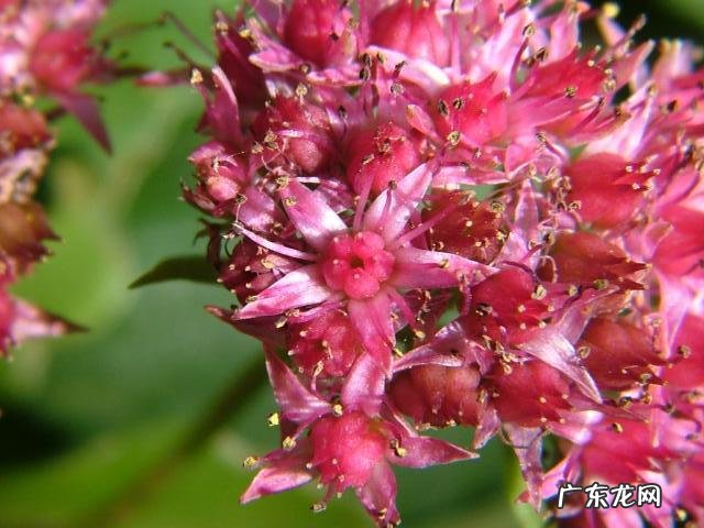 穿七星鞋垫有什么说法吗 七星风水地垫