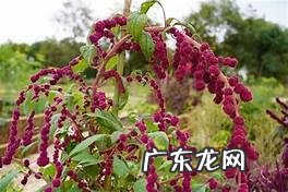 穿七星鞋垫有什么说法吗 七星风水地垫