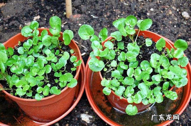 穿七星鞋垫有什么说法吗 七星风水地垫