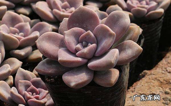 如何洗多肉的根部正确的洗根方法