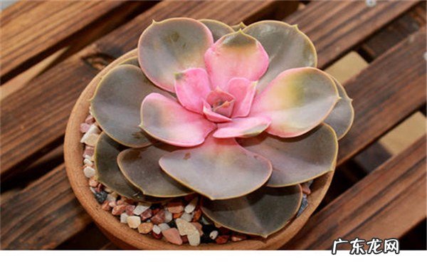 多肉花瓣掉了是什么原因怎么解决