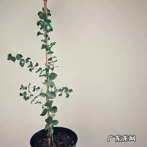 门面斜的风水好吗 向阳斜平面店铺从风水学来说好吗