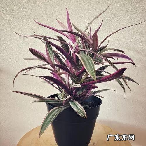 门面斜的风水好吗 向阳斜平面店铺从风水学来说好吗