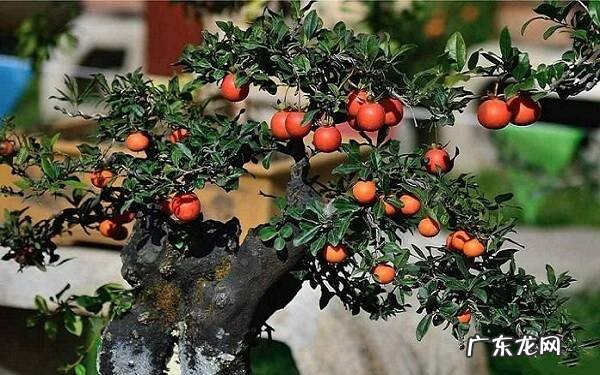 金弹子盆景如何合理配土用什么土壤最合适