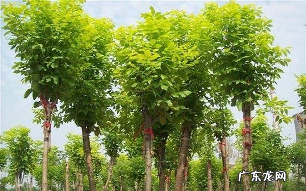 白蜡盆景的养护技巧养护要点有哪些