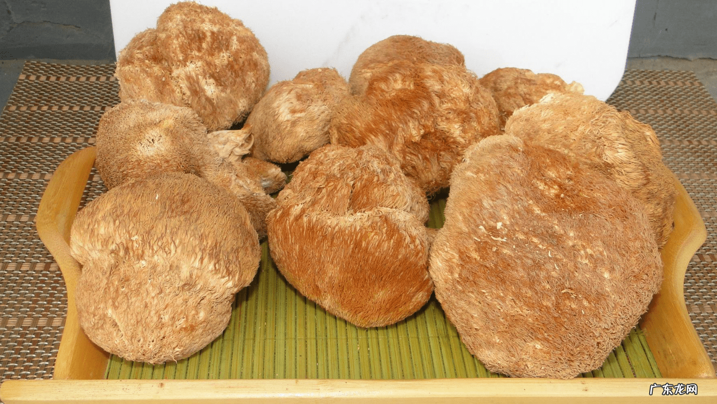 猴头菇的最佳搭配 新鲜猴头菇的做法大全