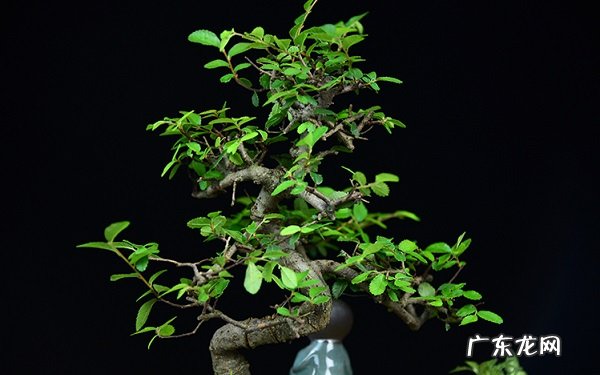 小榆树怎样制作盆景制作盆景的方法有哪些