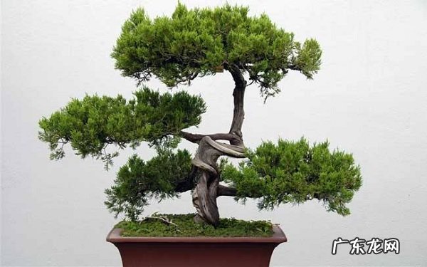 松树风水禁忌有哪些家里种松树好不好