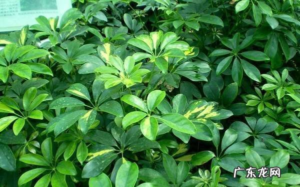 鸭掌木的修剪与造型修剪技巧有哪些