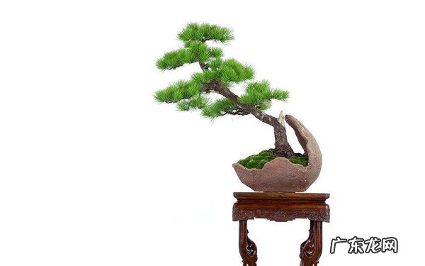 盆景十二枝法是什么枝条修剪原则