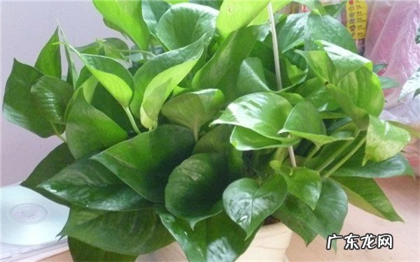 一进门见绿植好吗进门口摆放什么植物好