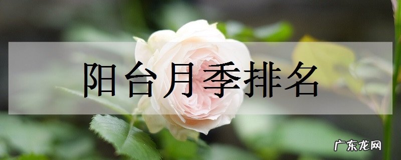 阳台月季排名哪些阳台月季最好看