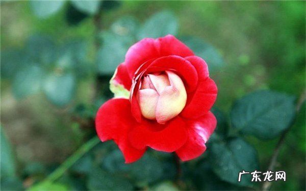 适合做篱笆的带刺植物长的快还美观