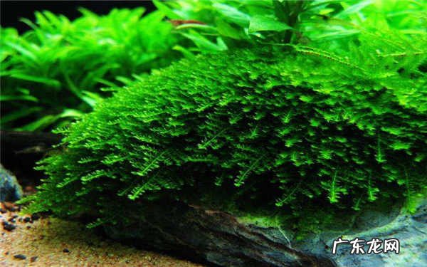 一年四季不死的水草哪种水草容易活