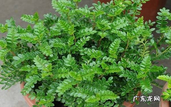 清香木无根桩栽培方法如何栽种成活率高