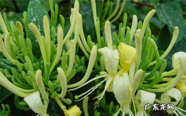 爬藤耐阴开花植物喜阴的爬藤花