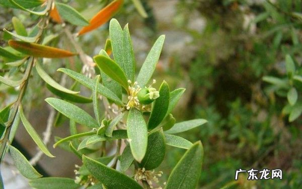 雀舌黄杨怎么鉴别有哪些特点