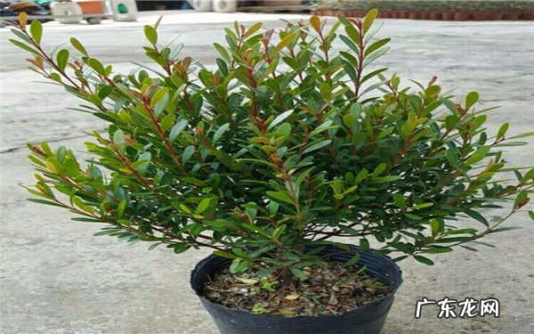 最贵的野生赤楠赤楠几月挖好