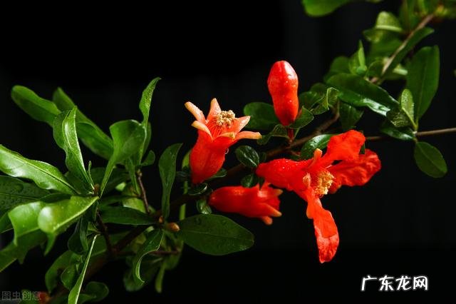 院子里可以种莲藕吗 在家种莲藕风水好吗吗