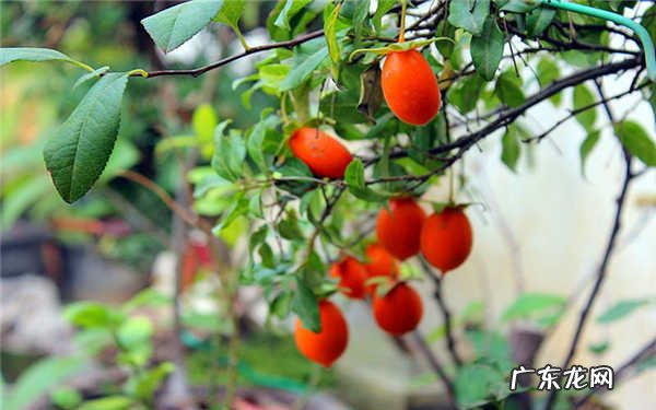 金弹子最低耐多少度怎么养殖金弹子