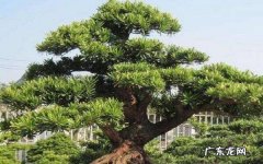 什么品种罗汉松最贵盘点珍稀的罗汉松品种