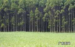 什么树长得快又值钱种什么树前景好