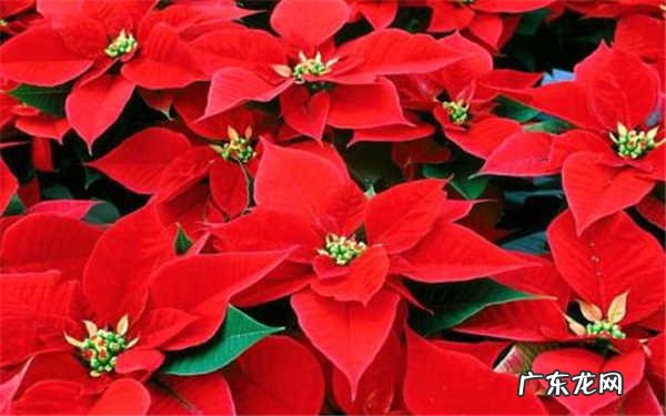 一品红能放室内吗怎么养一品红