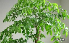 客厅养什么花最吉利能旺客厅风水的花卉