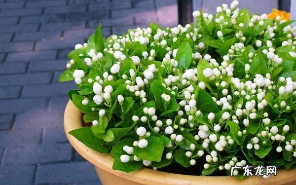 家里养的植物怎么施肥什么方法施肥植物更茂盛